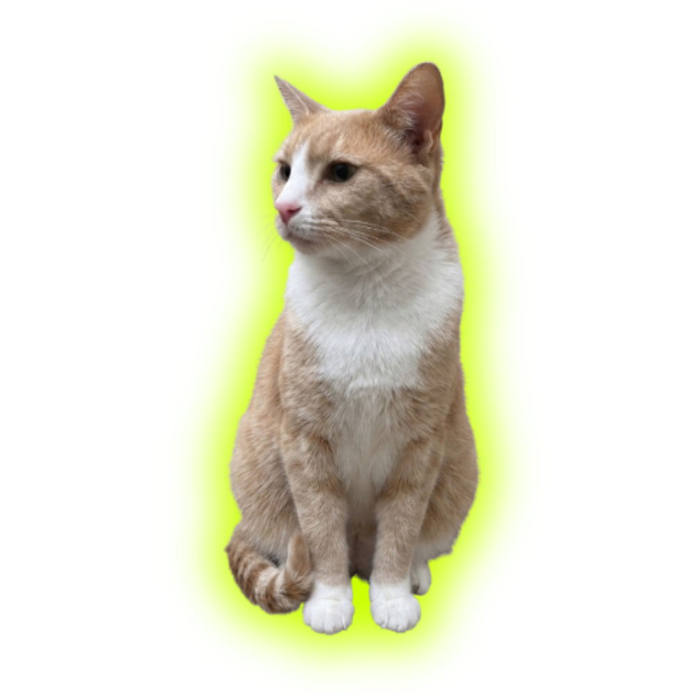 Nice Cat